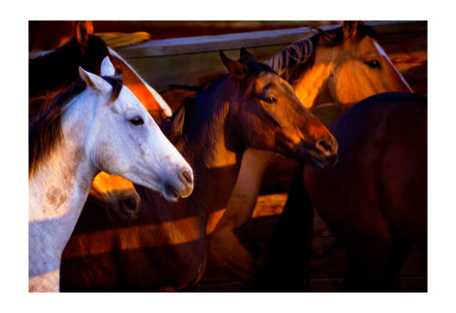 0969 • Sheridan, WY